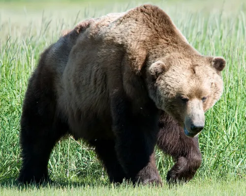 Brown bear