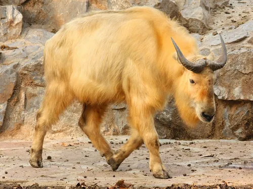 Golden Takin