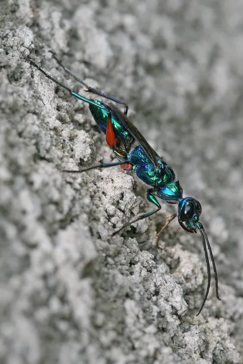 Emerald cocroach wasp