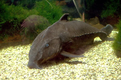 Ripsaw catfish