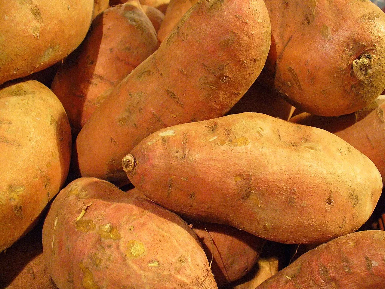 Édesburgonya - 1
