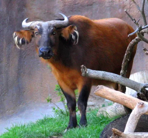 African forest buffalo