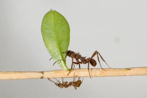Leaf-cutter ant