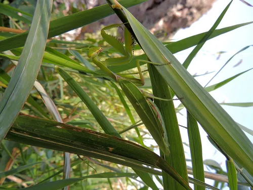 Giant Asian mantis