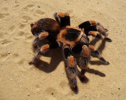 Maxican Redknee Tarantula