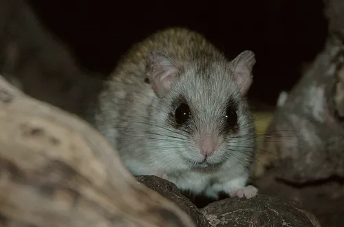 Acacia Rat