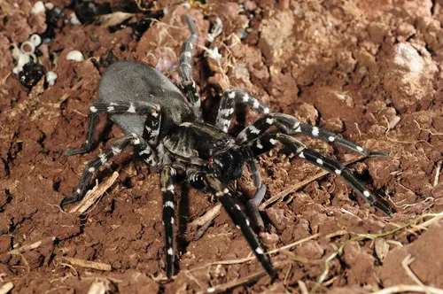 Deserta Grande Wolf Spider