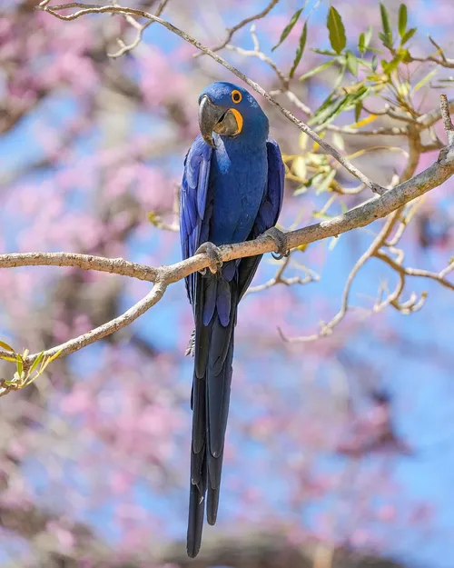 Hyacinth Macaw