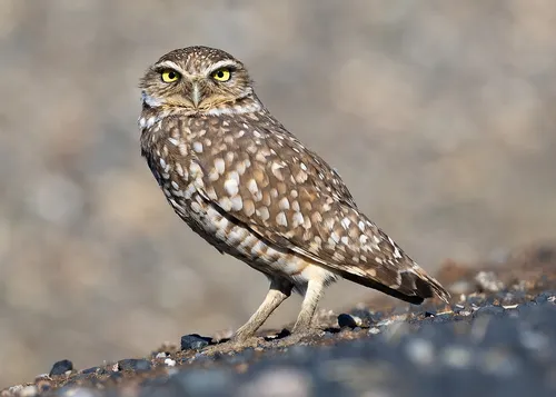 Burrowing Owl