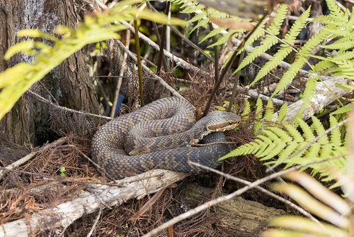 Copperhead
