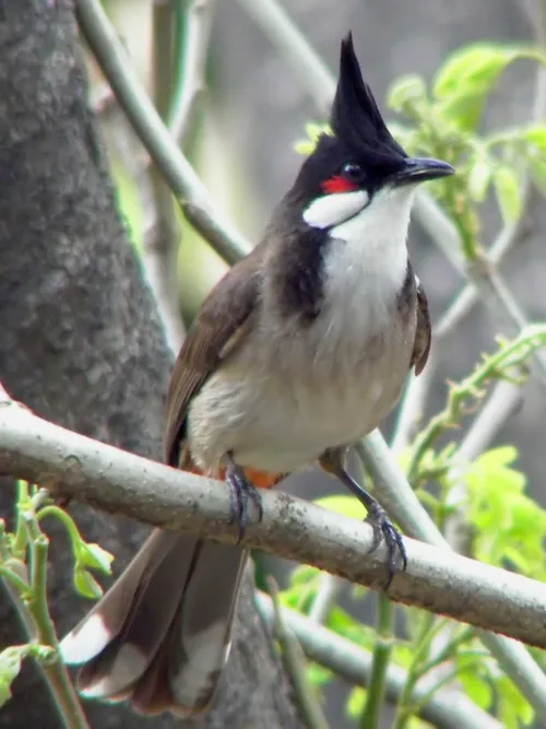 Red-whiskered Bulbul