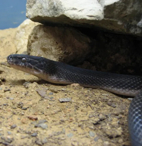 African house snake