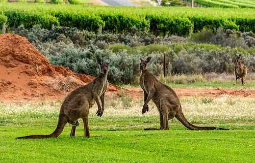 Western grey kangaroo