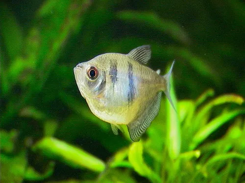 Black tetra