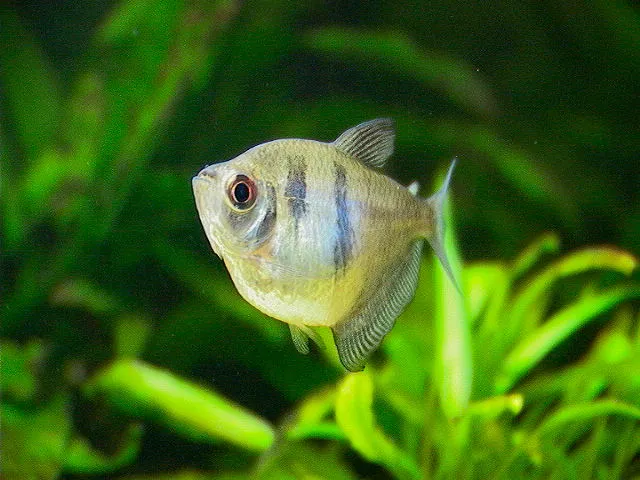 Fekete tetra - 1