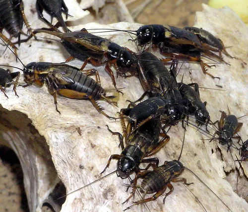 Two spotted cricket