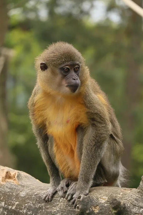 Aranyhasú mangábé