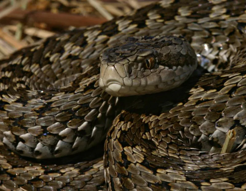 Rákosi vipera - 1