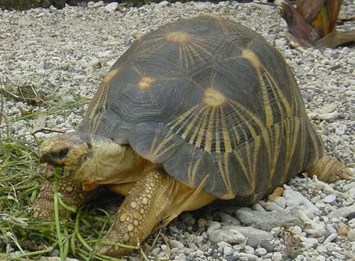 Radiated tortoise