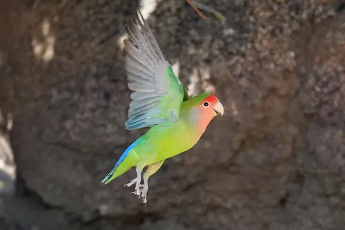 Rosy-faced Lovebird