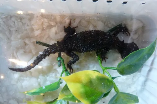 White-eyed crocodile skink