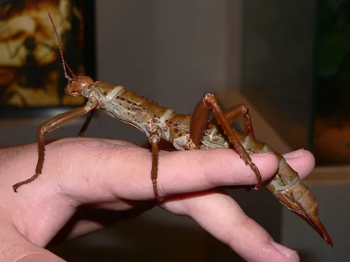 New Guinea Spiny Stick Insect 