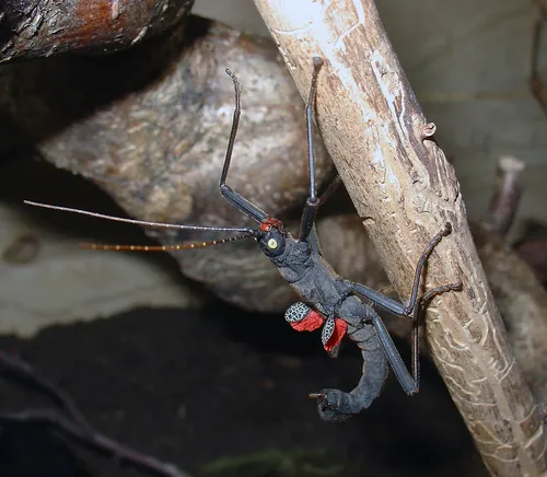 Black Beauty Stick Insect