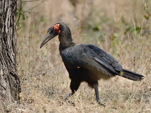 Southern Ground Hornbill