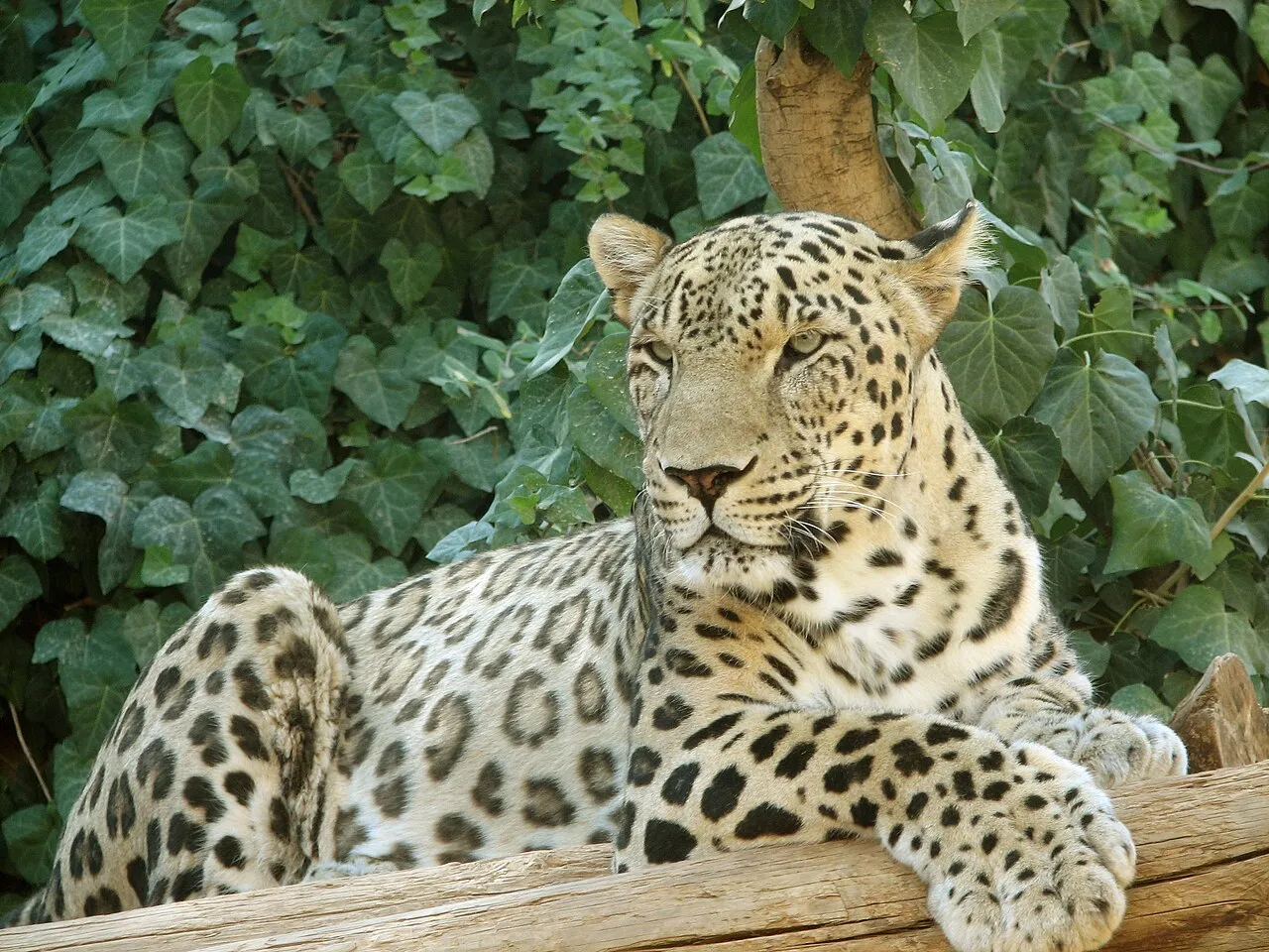 Perzsa leopárd - 1