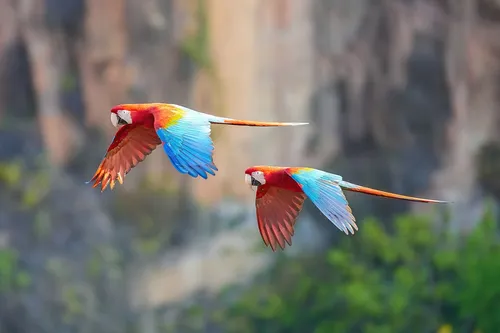 Red-and-green Macaw