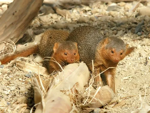 Common dwarf mongoose
