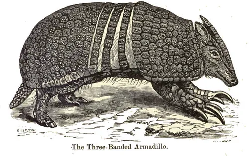 Southern three-banded armadillo