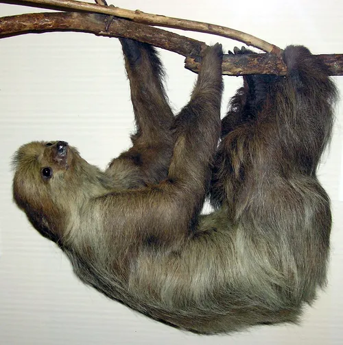 Linnaeus's Two-toed Sloth