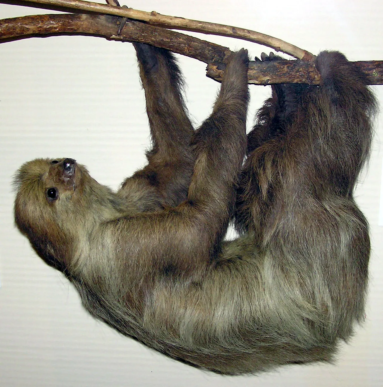 Kétujjú lajhár - 1