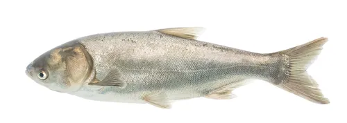 Silver carp