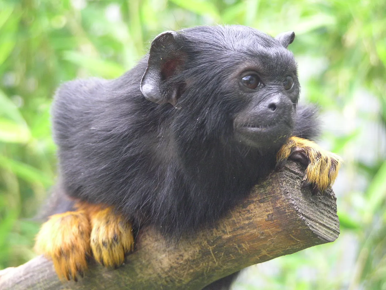Aranykezű tamarin - 1