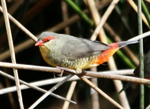 Orange-breasted waxbill