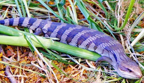 Eastern blue-tongued lizard