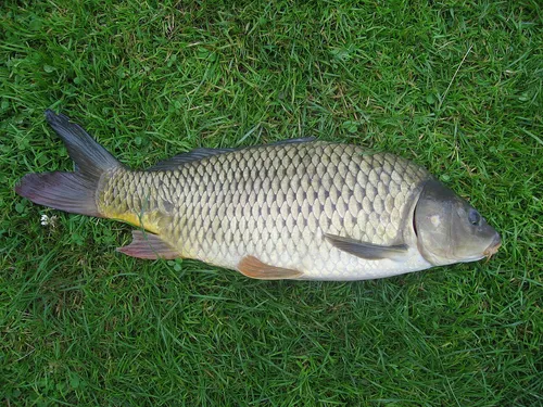 Common carp