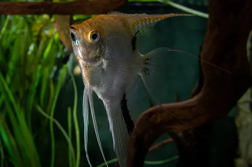 Freshwater angelfish