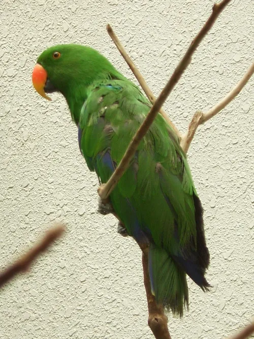 Moluccan eclectus
