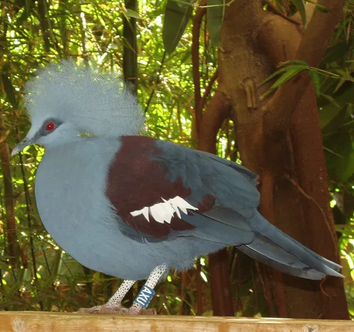 Western Crowned Pigeon