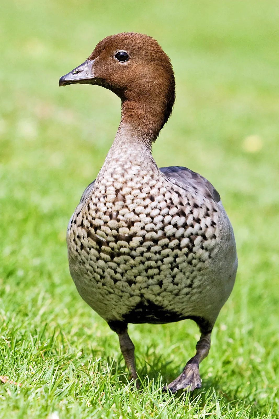 Sörényes lúd - 1