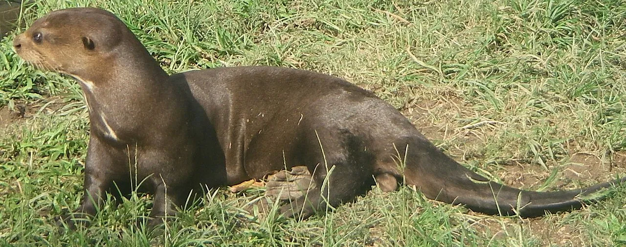 Vidraház - 1