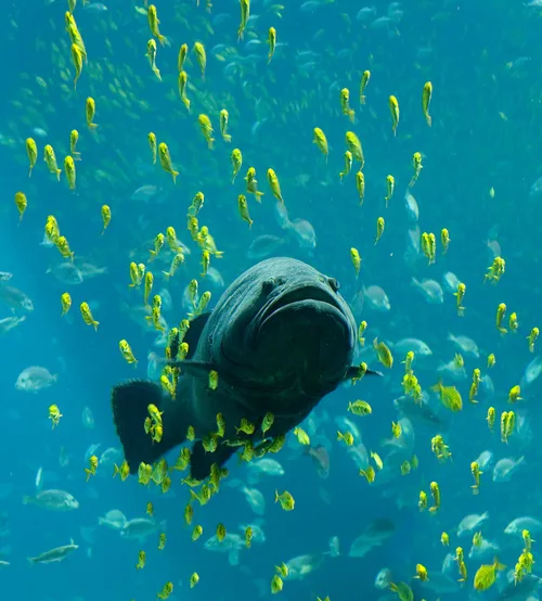 Giant grouper