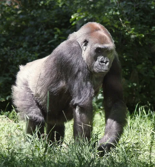 Nyugati síkvidéki gorilla