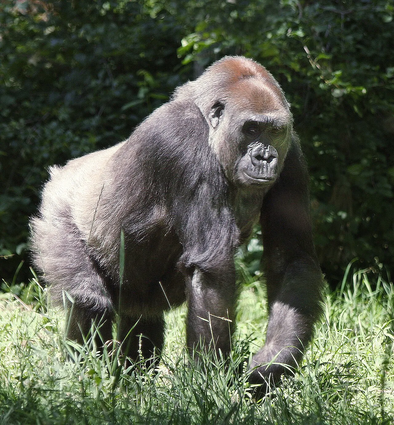 Nyugati síkvidéki gorilla - 1