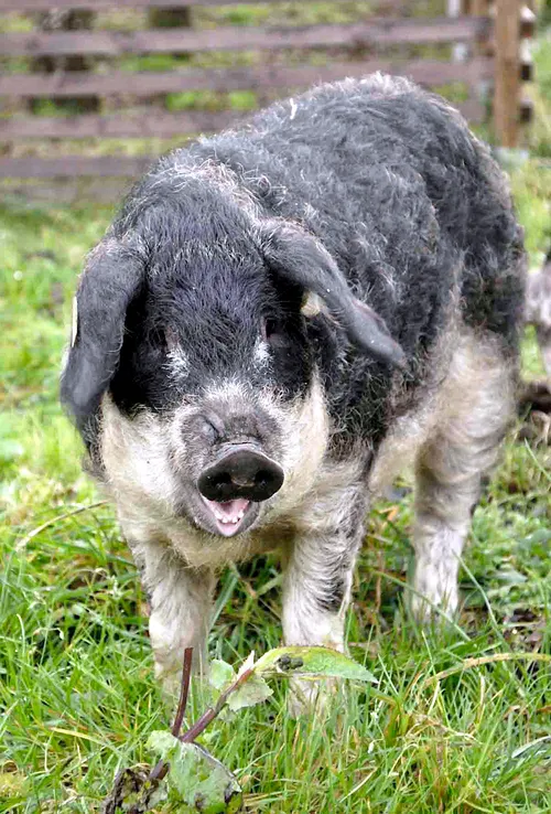 Mangalica
