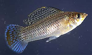 Sailfin molly