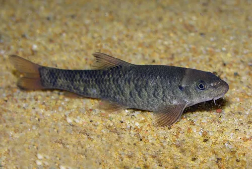 Turkish Doctor Fish